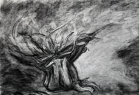 Root - Charcoal on Arches