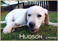 Hudson the Worlds Cutest Puppy, chewing on a stick.