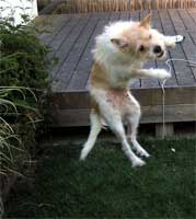 Quigley, a terrier mix rescue dog, jumping for joy.